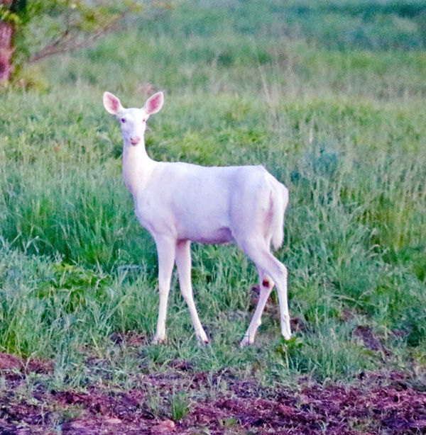 White whitetail